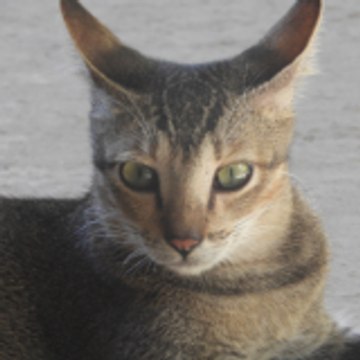 Funny Cats Videos