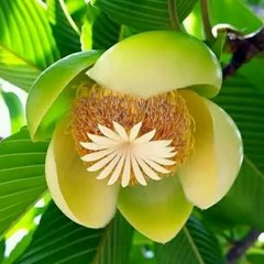 Svp...padmaviji