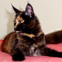 Rock Music, Cats, a Dog, DIY and Much More