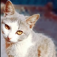 Fun time videos - Dailymotion