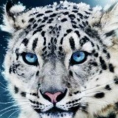 AMAZING CHANNEL