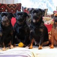 Premium Petit Brabançon Content