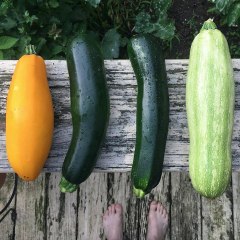 Zone Nine Gardening
