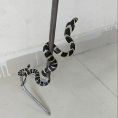 Know About Snakes