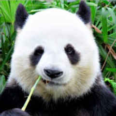 Nice Channel