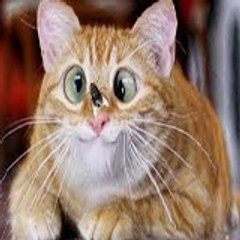 Funniest Animals Home