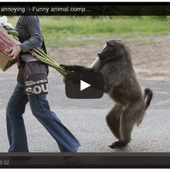 funny videos
