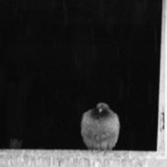 P'tit Lu