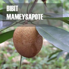 Bibit Buah Langka