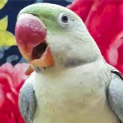 Mitthu Talking Parrot