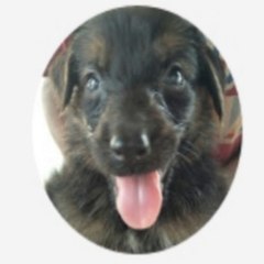 My pet life and gaming