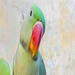 Talking Parrot