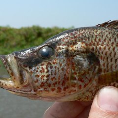 Fishing Lover