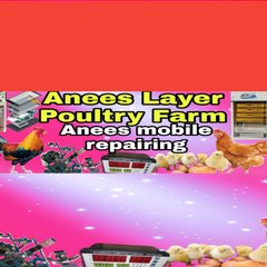 Anees Desi Layer Poultry Farm