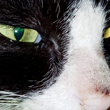 Lovable catz