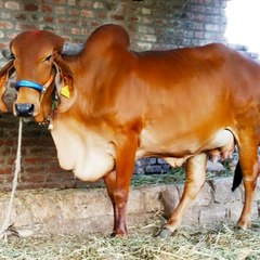 Farming with Gir cow