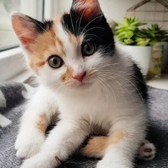 KityCats