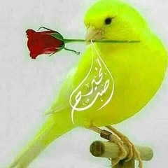 Malakand mkd