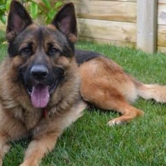 Documentary Animals in The World