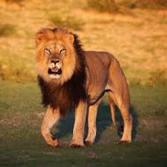 Animal Life