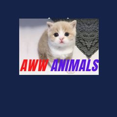 AWW ANIMALS