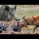 Animal clips