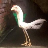 dm_6ab4b3c03a35c3a3024ee00742d567ec