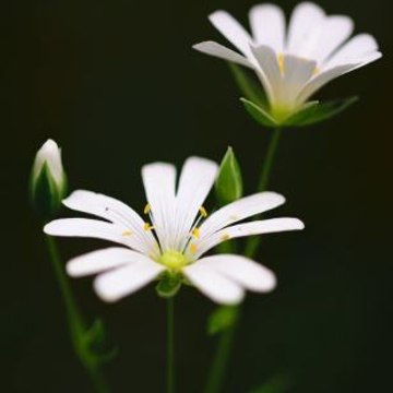 Homemade beauty tips