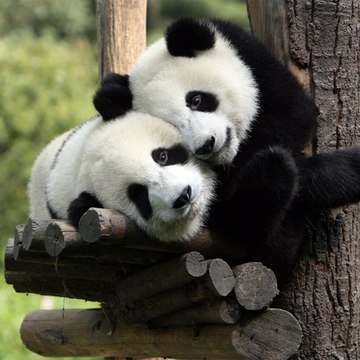 Funny Pets TV