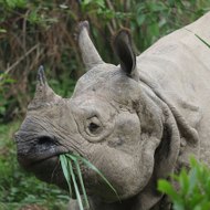 Rhino