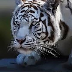 GP CREATION OFFICIAL