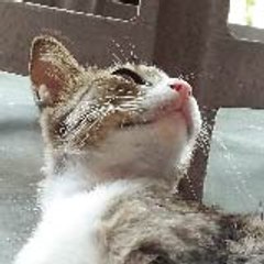 Pets Nini