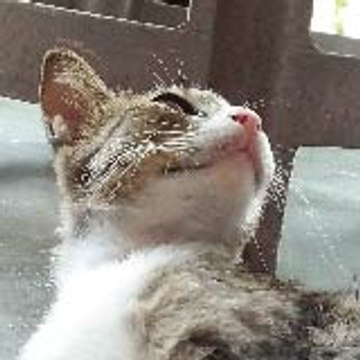 Pets Nini