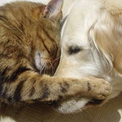 日本動画チャンネル