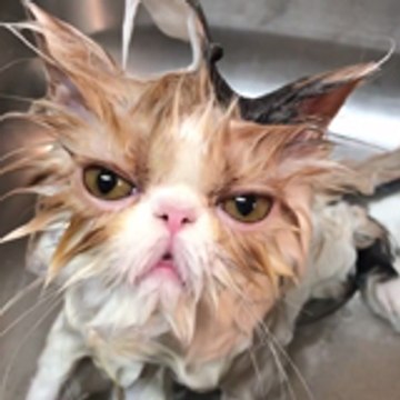 Funny Animals Video
