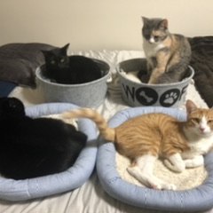 Cats of the Toshima family