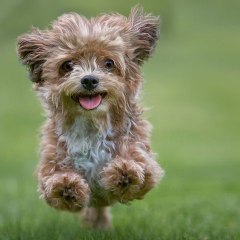 love of dogs
