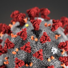 Corona Virus