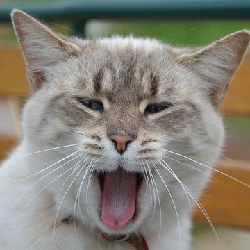 Vidéo De Chat À Mourir De Rire