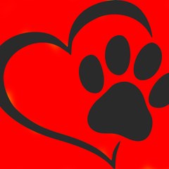 funny animals