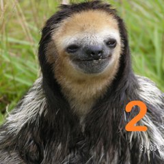 delta de la Lyre deux