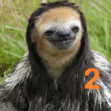 delta de la Lyre deux