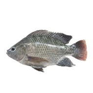 dm_eaa2ad3d0a14857845c123e3ab23bf4a