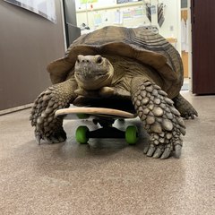 CvptainTurtle