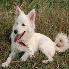TUFFY'S GOOD LIFE