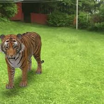 funyclips