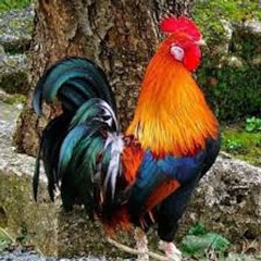 villagefoodsecrets