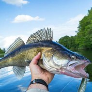 Fish and fishing