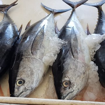 All Over Fish
