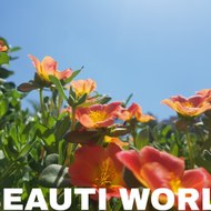 Beauty world